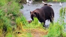 Kodiak Brown Bears Fishing for Pink Salmon near Larsen Bay, Alaska