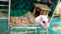 ハムスターの日常 Daily life of the Djungarian hamster.My pet is very cute.