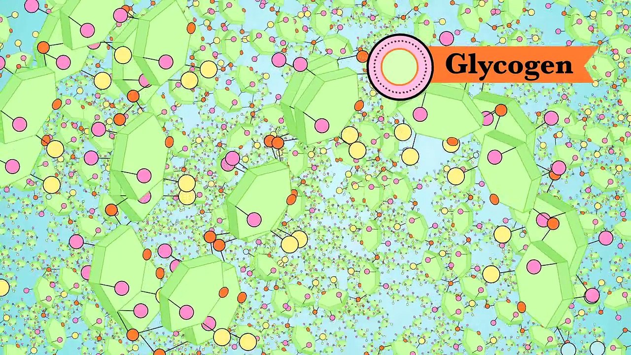 Biological Molecules - You Are What You Eat: Crash Course Biology #3