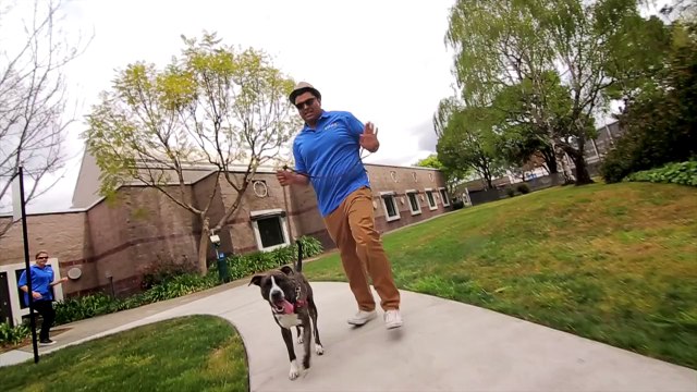 Parodie Uptown Funk avec des Chiots !