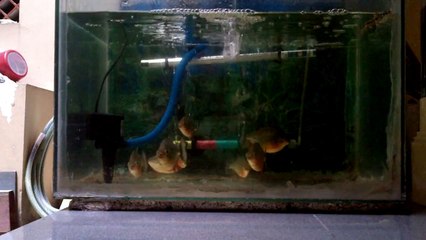 8 Piranhas Eat A Frog Within 60 seconds