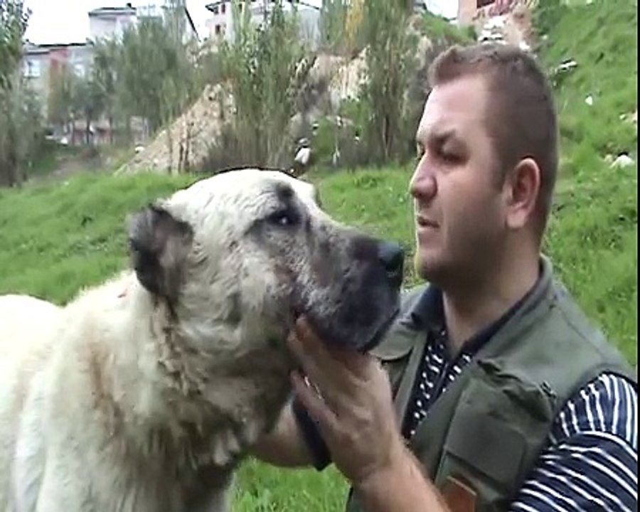 GERÇEK KANGAL TANITIMI 4 (BELGESEL)