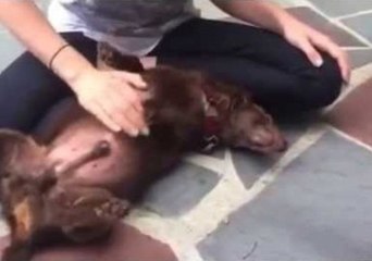 Dog Loves Belly Rubs but Doesn't Stay Very Loyal