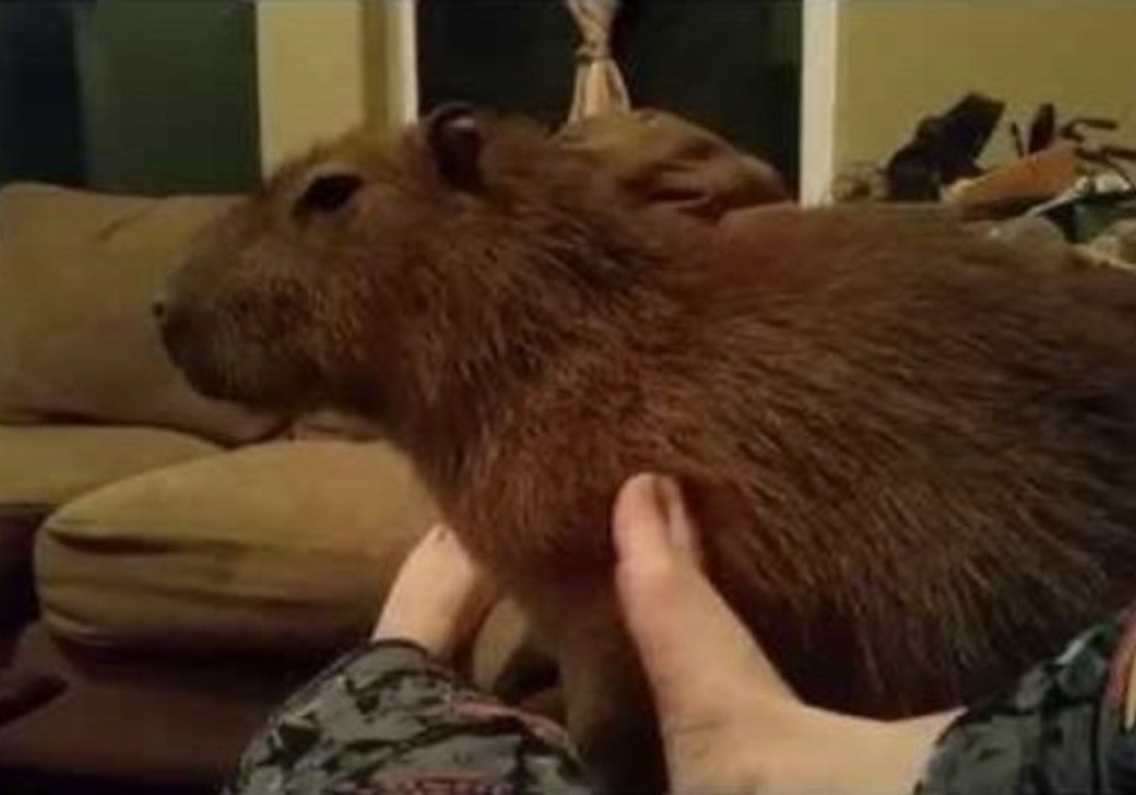 Capybara Enjoys a Foot Massage