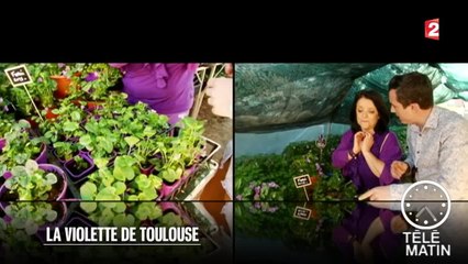 Marchés - La violette de Toulouse