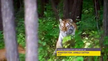 Fight.Science Fight Like an Animal Tiger Style Kung Fu