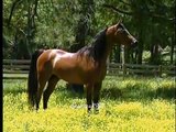 The Beauty of Horses- Wild Child