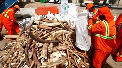 Tonnes of confiscated ivory being crushed