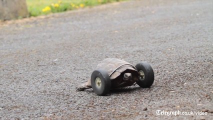 Une tortue a des roues à la place des pattes avant!