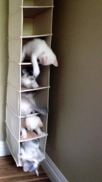 Une tour de bébés chats : trop mignon!