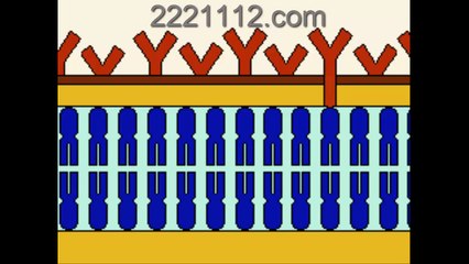The Cell Membrane