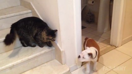 Cats Being Jerks  : hilarious animal Compilation