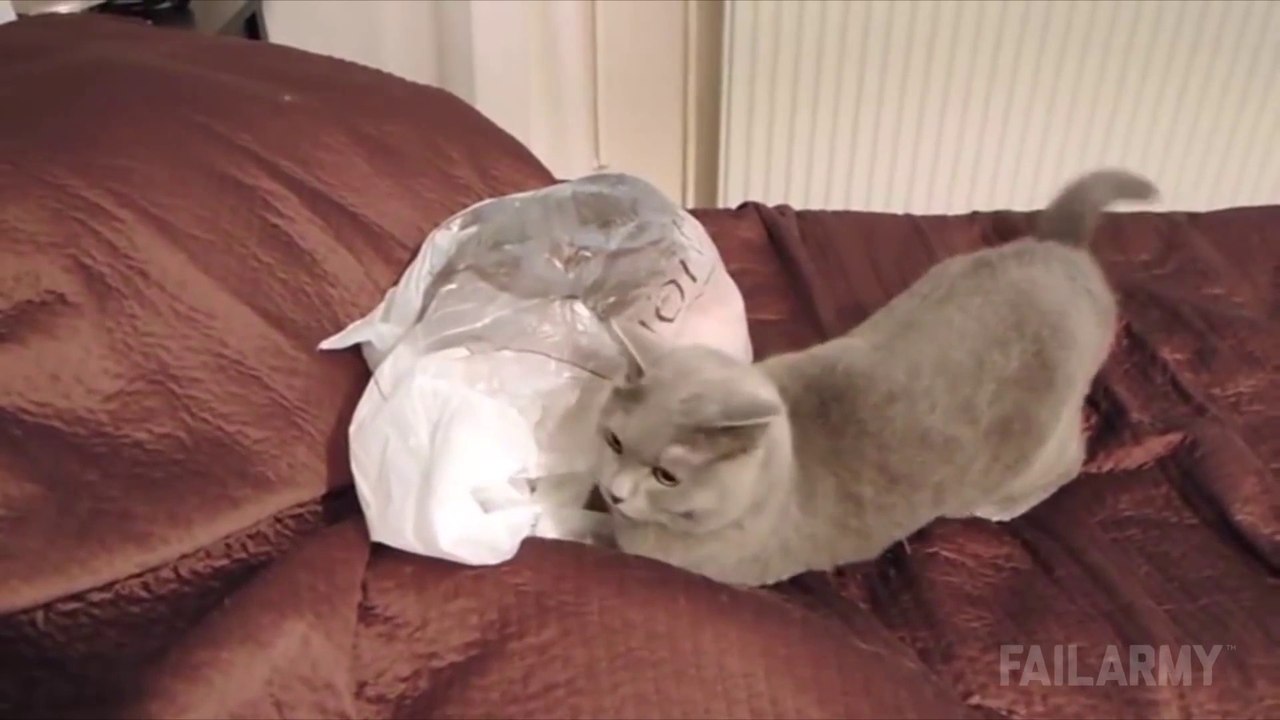 Les chats sont des enfoirés!!!! Compilation hilarante...