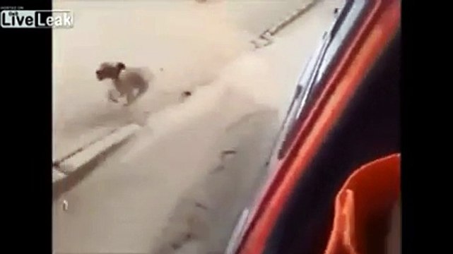 ce chien est fidèle à son maitre court aussi vite que l'ambulance qui transporte son maitre a l'hopital