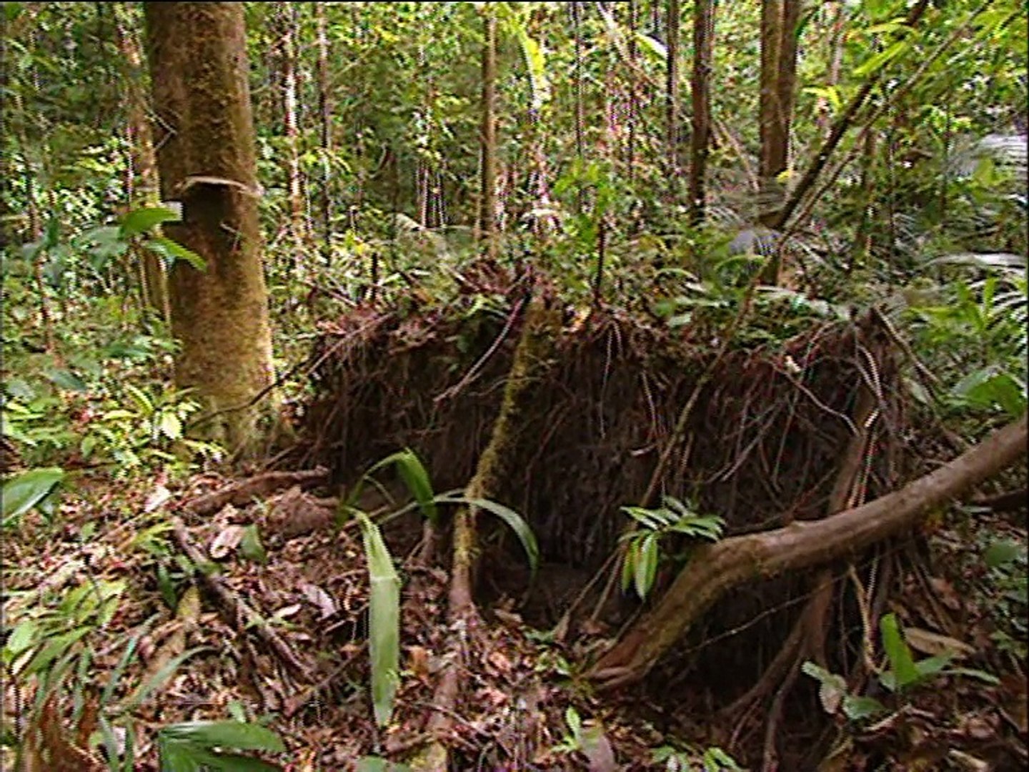 Bois de Rose / Photos - REGEPE, Ressources génétiques de plantes pérennes en  Guyane