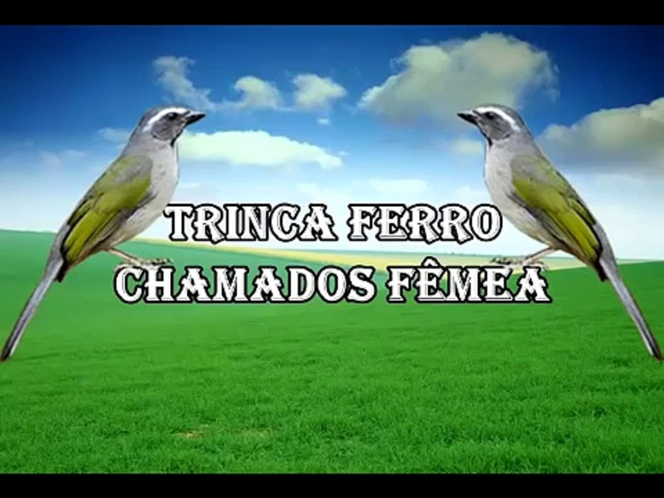 Trinca Ferro - Chamados Fêmea