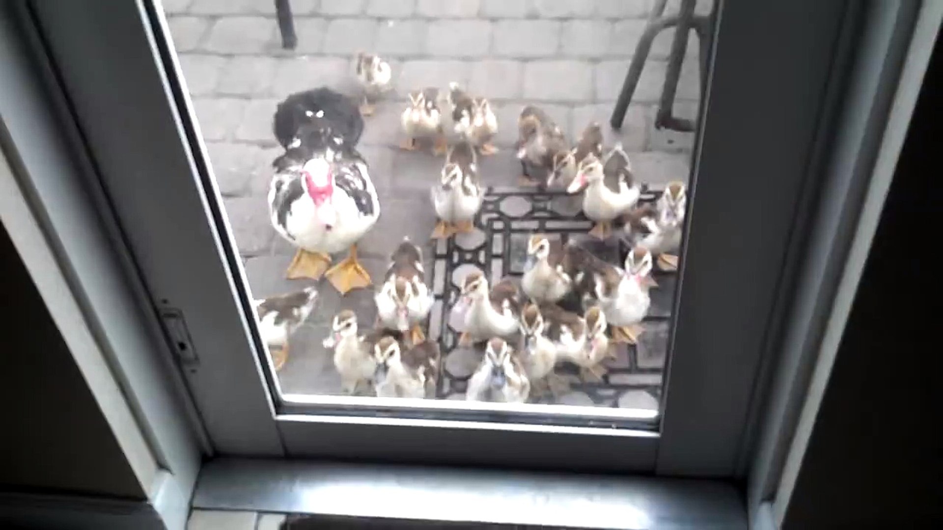 ⁣Ducks knocking on door