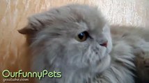 Funny Videos _ Funny Cats _ Funny Vines _ Cool Cute Funny Videos?syndication=228326