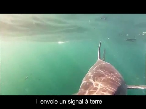 Clever Buoy : une bouée qui détecte les requins