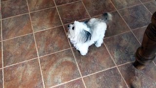 Canine Star Norbert Helps to Sweep the Floor - Video Dailymotion