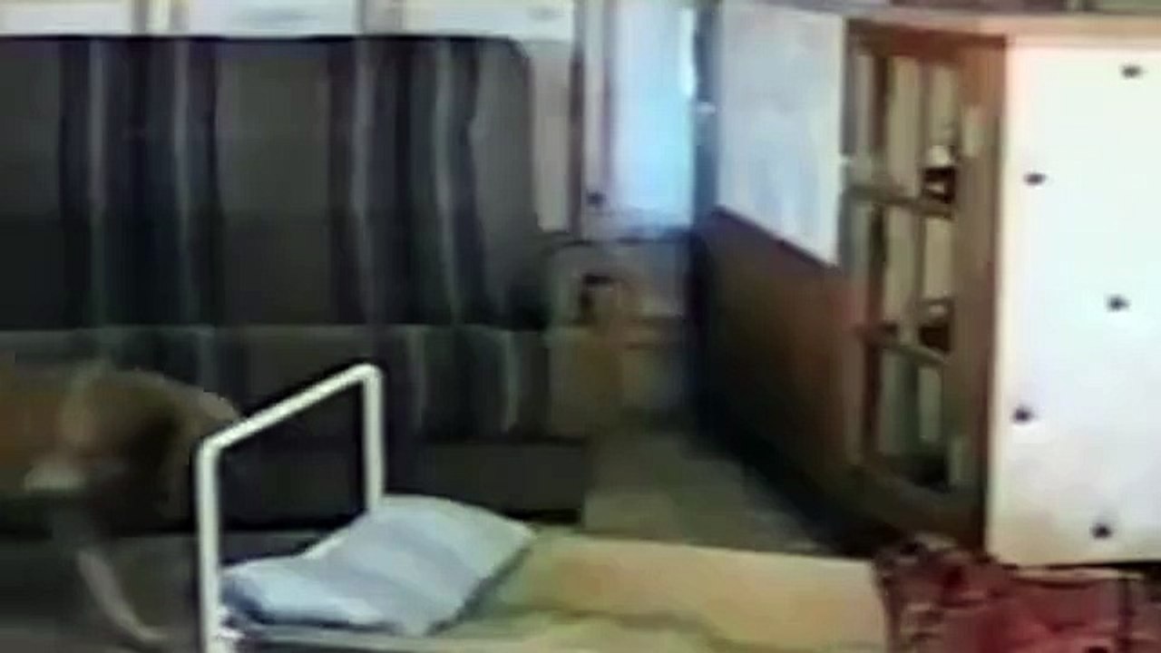 (You will be amazed by this dog…k