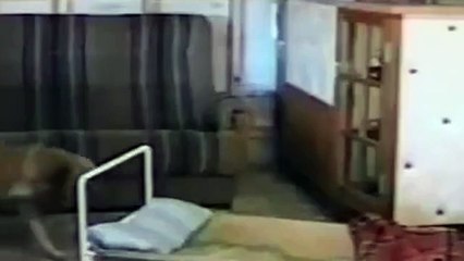 (You will be amazed by this dog…k