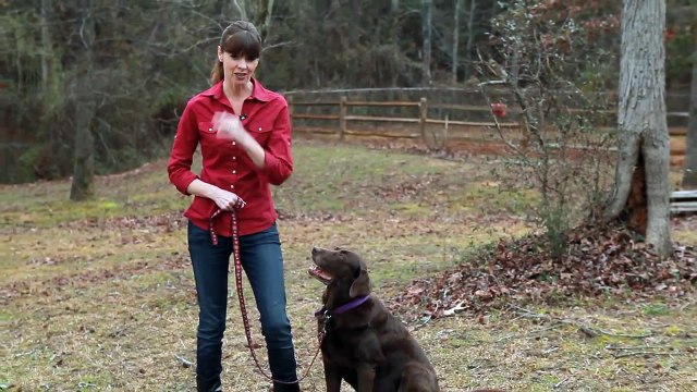 Heeling Outside | Teacher's Pet With Victoria Stilwell