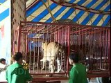 El Confinamiento de Animales en Circos