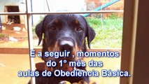 adestramento de cães - Veja como se comporta um Rottweiler depois de treinado