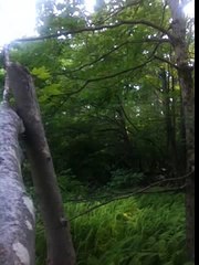 TRAIL CAMERA BIGFOOT FOOTAGE