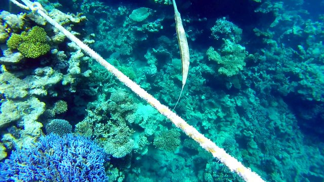 Egypte vakantie 2015