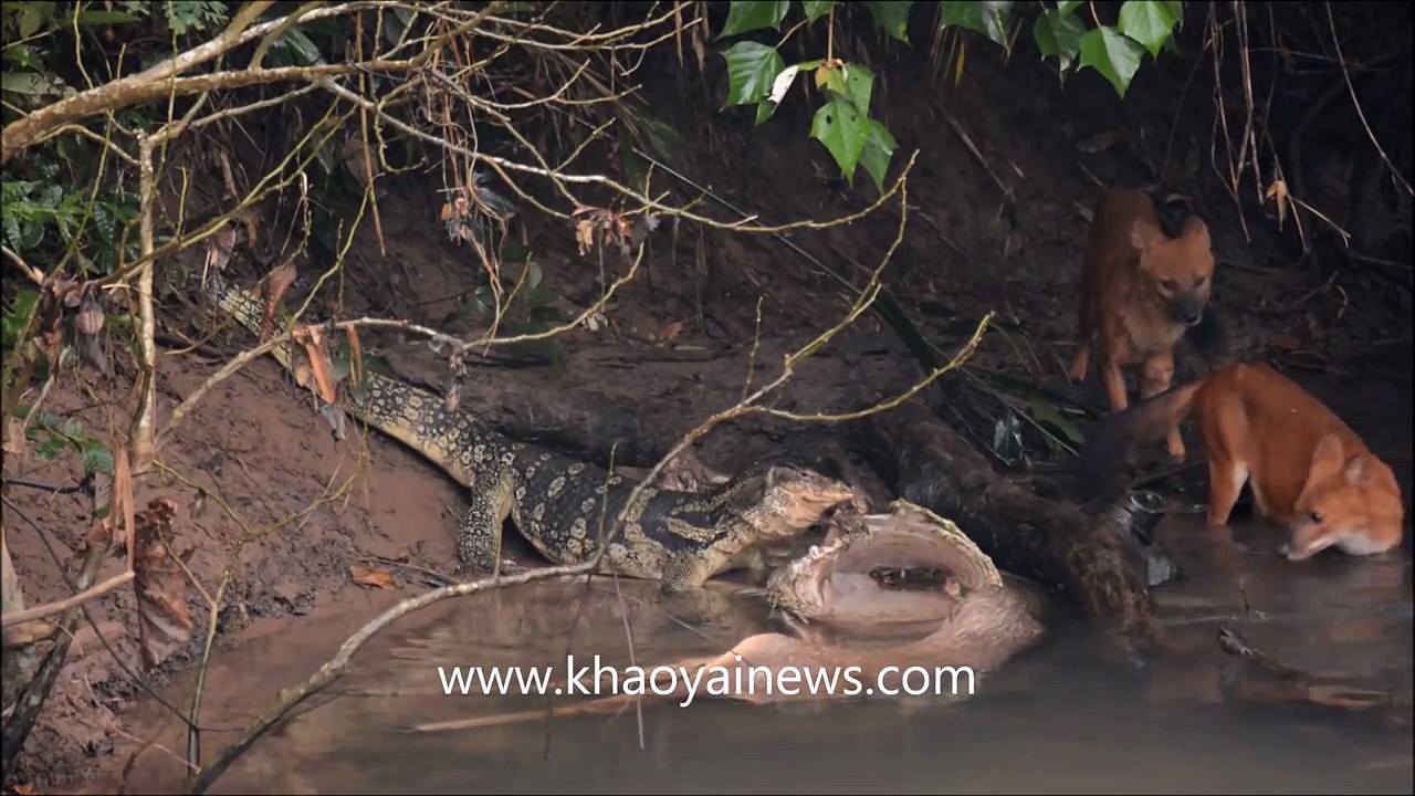 wild dogs and monitor lizard fighting over deer