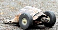 After Losing Legs in A Horrible Rat Attack, This 90-Year-Old Turtle Can Enjoy Its Life Again