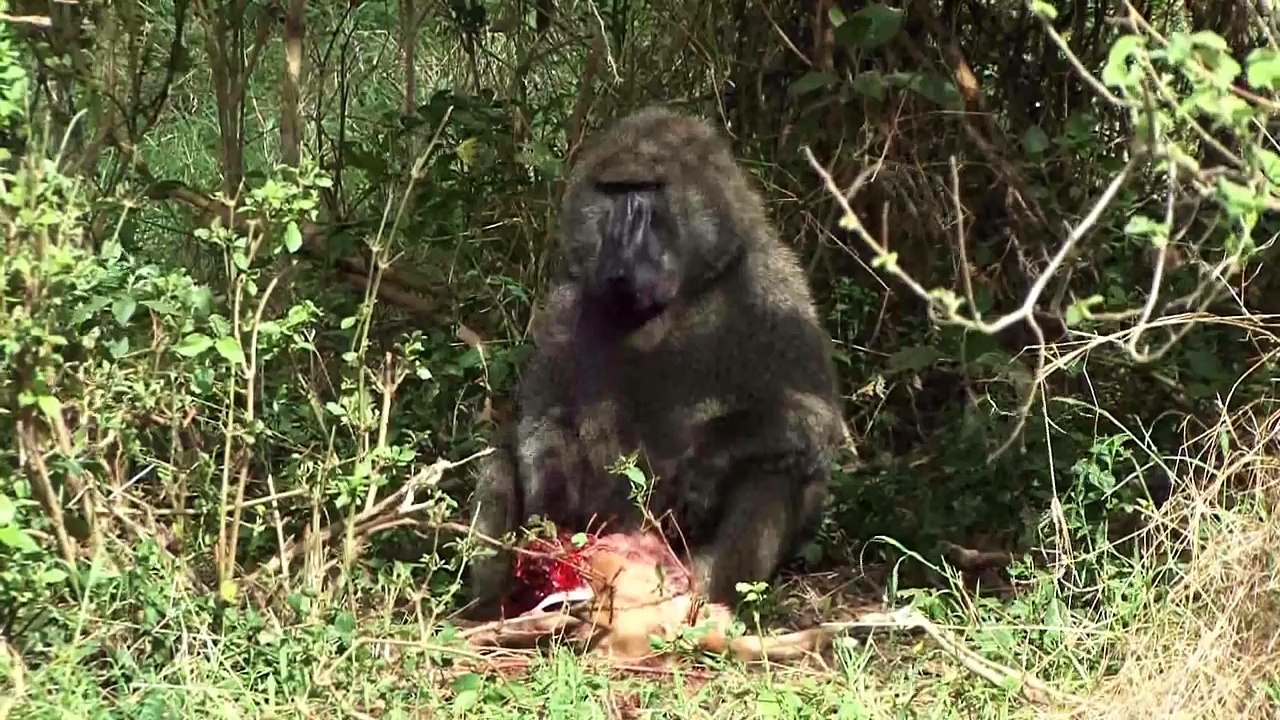 Baboon eating Baby Impala alive