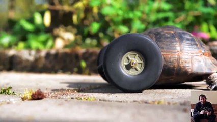 Turtle Without Legs Got New Life