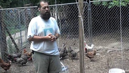 Feeding Chickens maggots, free food, and renewable as well.