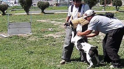 Ataque de perro pitbull en entrenamiento canino. Como cuidarlo para que sea una excelente mascota.