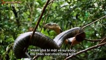 Bí mật rắn hổ mang chúa http   sunday b1u org , the gioi dong vat, chuyen la