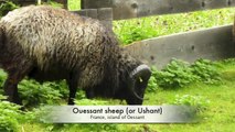 Old and rare breeds of cattle, horse, goat, sheep, pig, chicken, turkey goose duck, of livestock