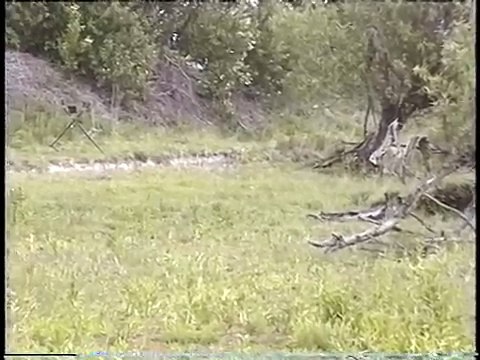 Chesapeake Bay Retriever Master Hunt Test