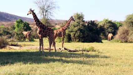 الزرافة الشبكية ، مهددة بالانقراض في كينيا