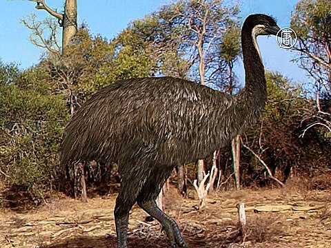 Огромное яйцо древней птицы-слона продадут на аукционе