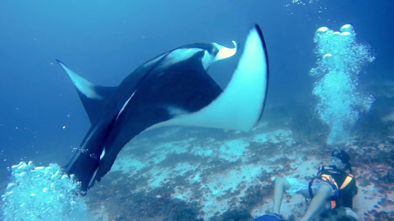 Giant Manta Ray Rescue