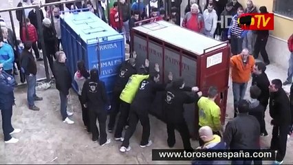 Un taureau très énervé  s'échappe de sa cage !