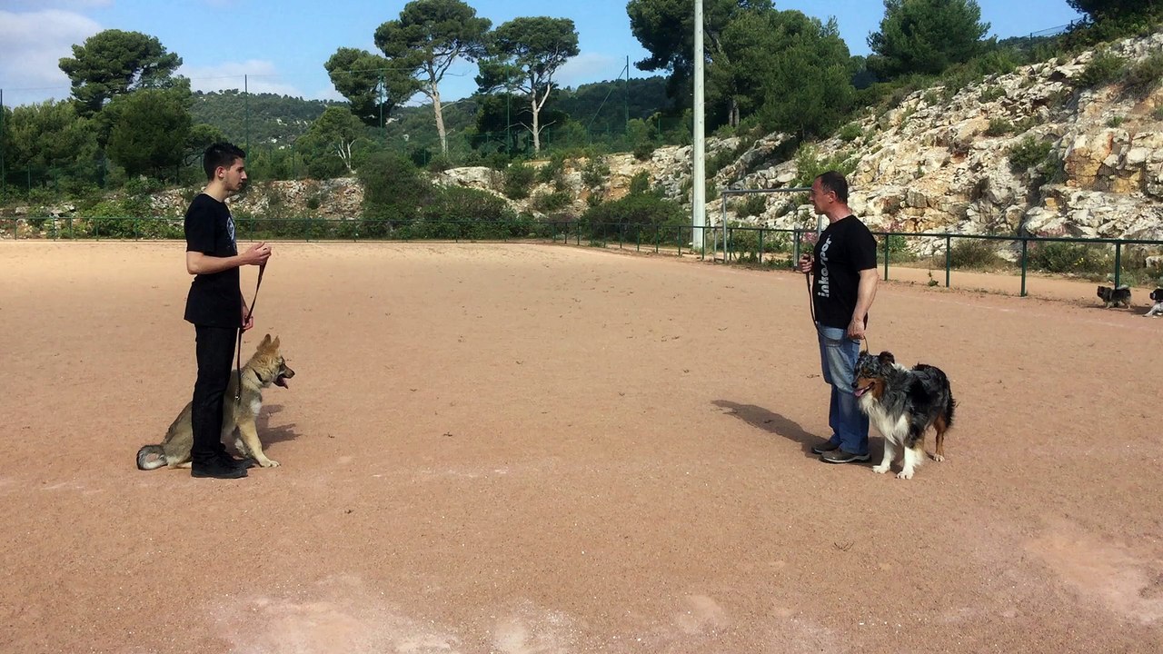 dressage canin la ciotat 13 travail en éducation avec un petit loup tchèque de 4 mois