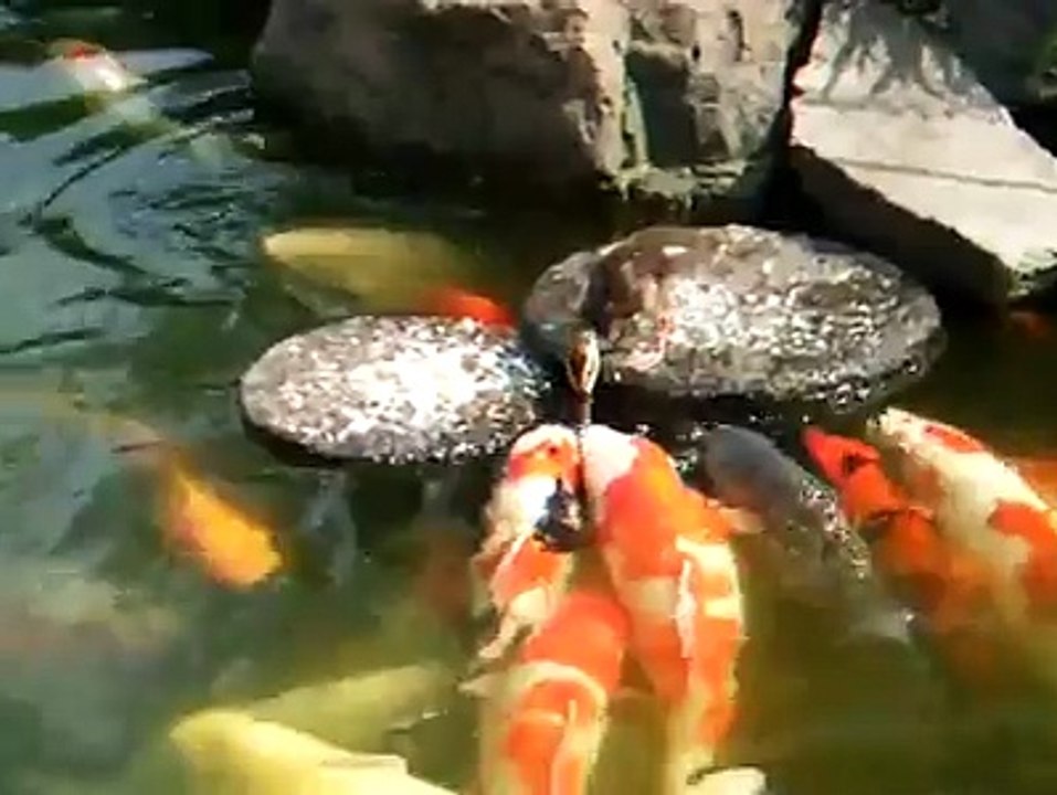 funny feeding fishes by duck