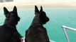 Scottish Terriers jump off boat to chase waves