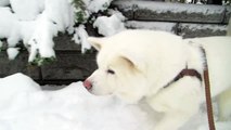 秋田犬きちんと除雪をしてくれたら遊びます【akita inu】