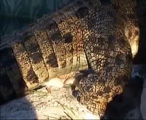 Saltwater crocodile laying an egg