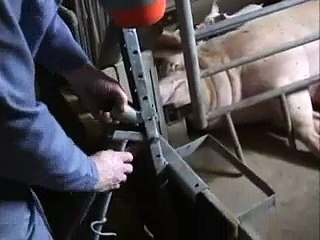 Castration of piglets